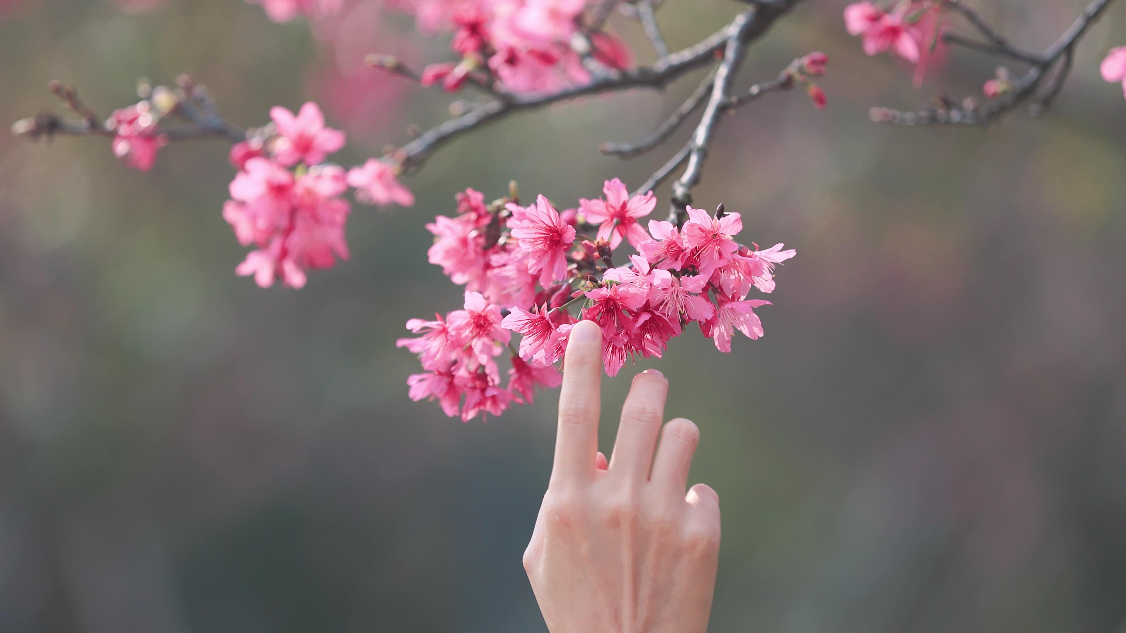 4k实拍手部动作特写摸樱花花朵手抚花朵视频的预览图