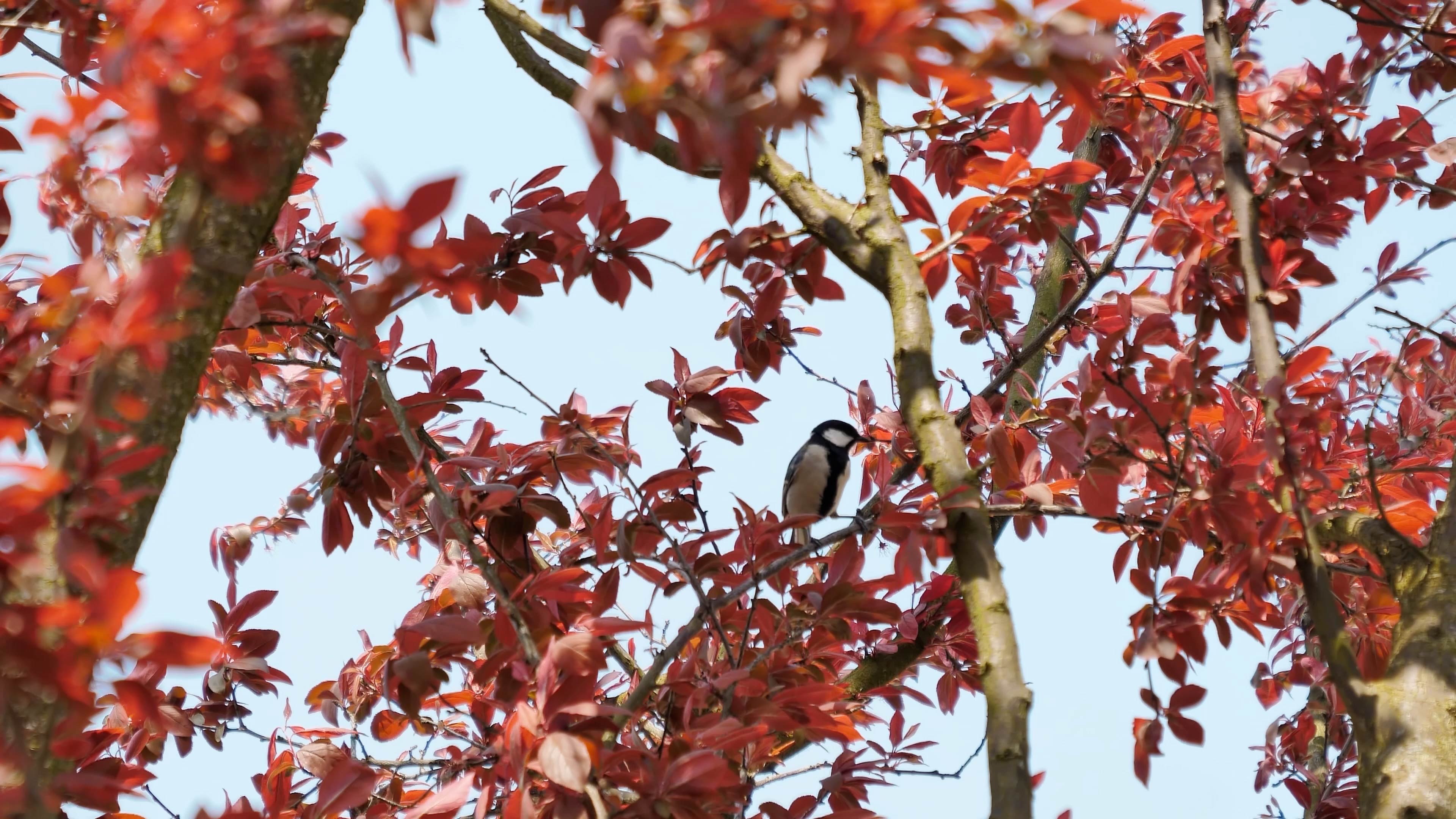 4K拍摄树上停息的小鸟春天小鸟视频的预览图