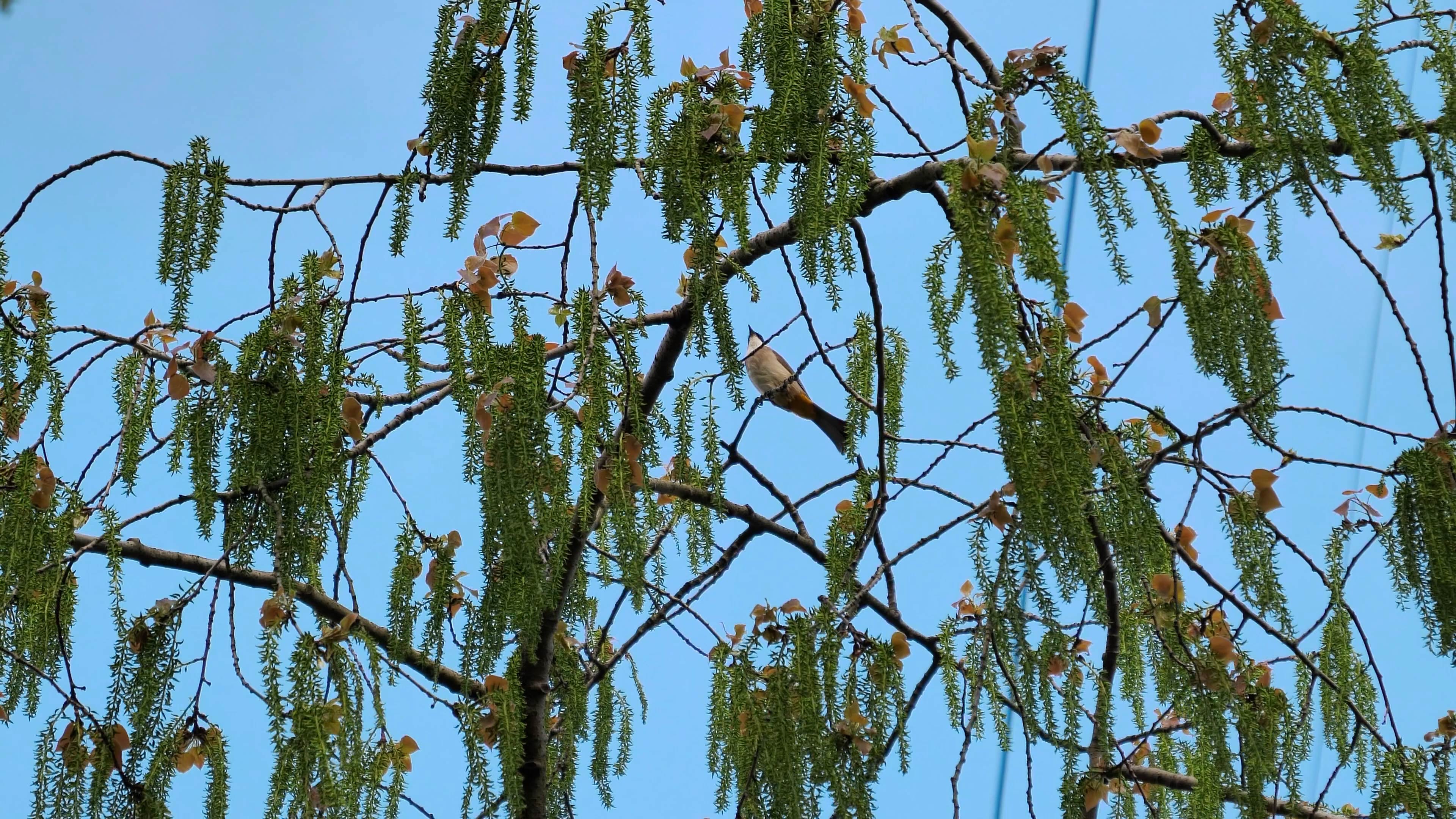 4K拍摄树上休息的画眉春天小鸟视频的预览图