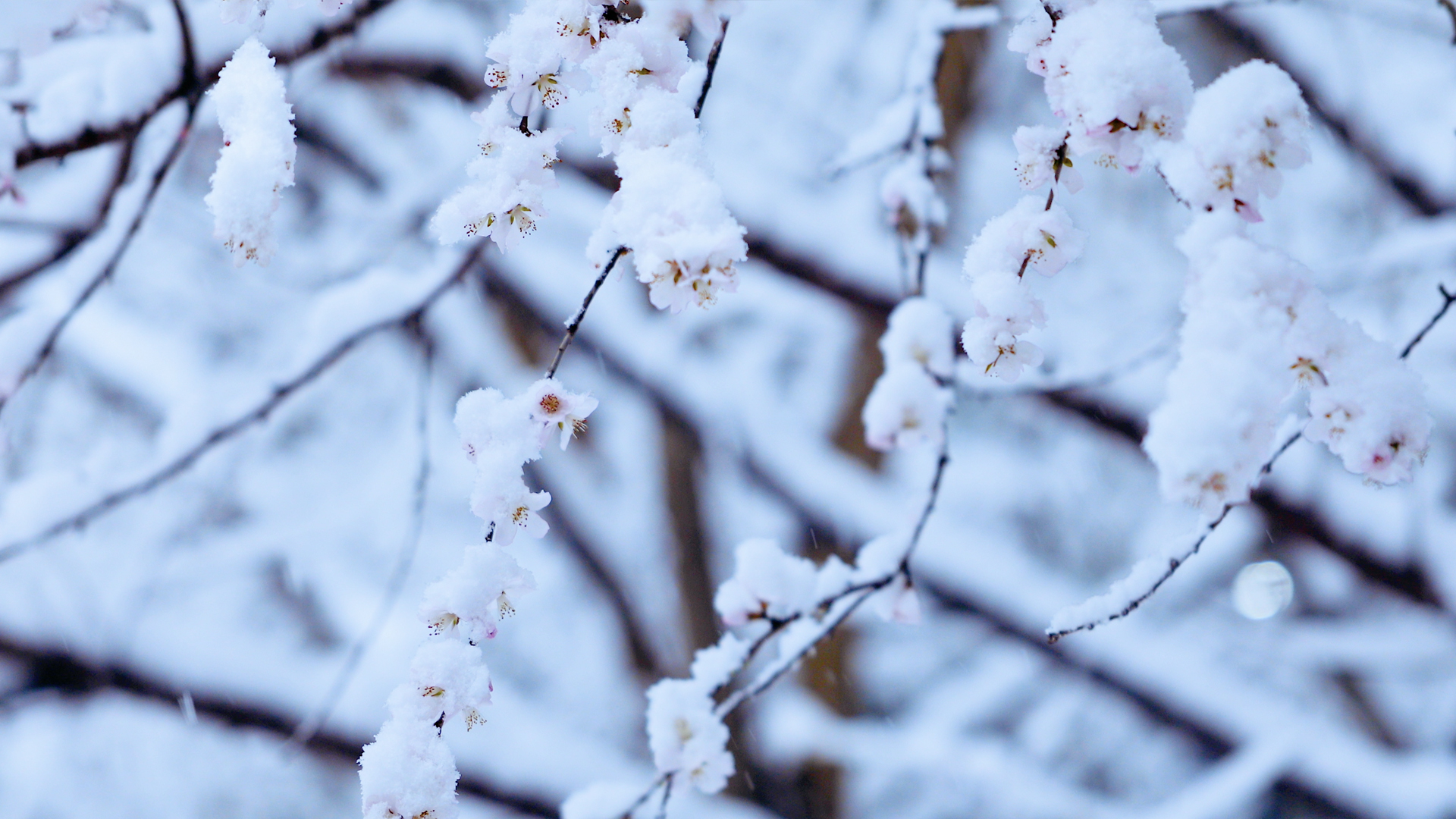 4k大雪纷飞中的樱花树枝特写视频的预览图