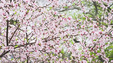 4K实拍唯美春天风景花朵粉色桃花桃树开花视频的预览图