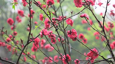 4K实拍春天花朵盛开红色碧桃花视频的预览图