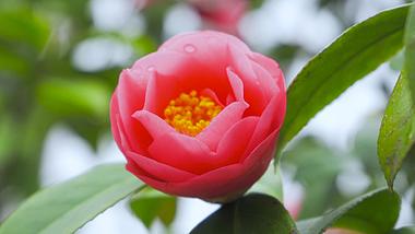4K实拍唯美春天花卉红色山茶花视频的预览图