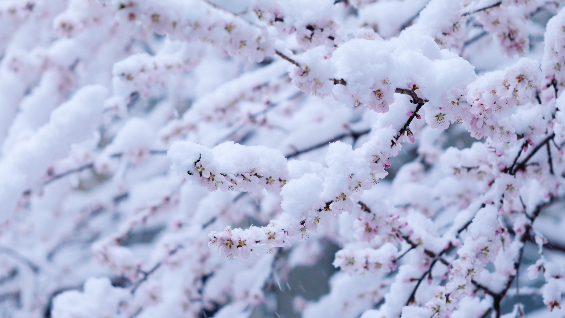 4k北京初春大雪纷飞盛开的樱花树视频的预览图