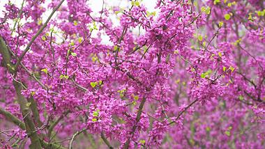 4K实拍春天风景花朵紫色花朵紫荆花视频的预览图
