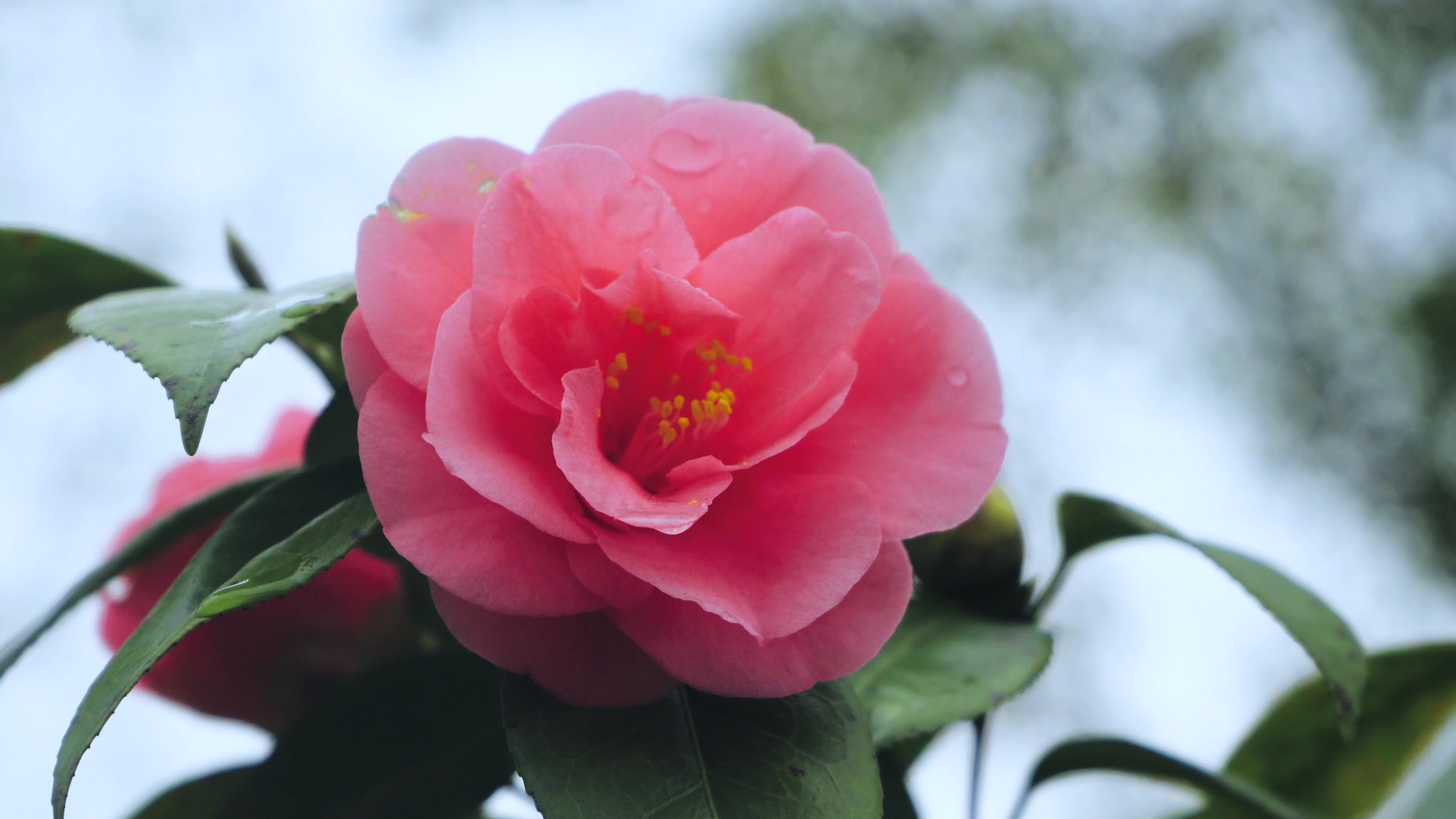 4K实拍唯美春天花卉粉色山茶花视频的预览图