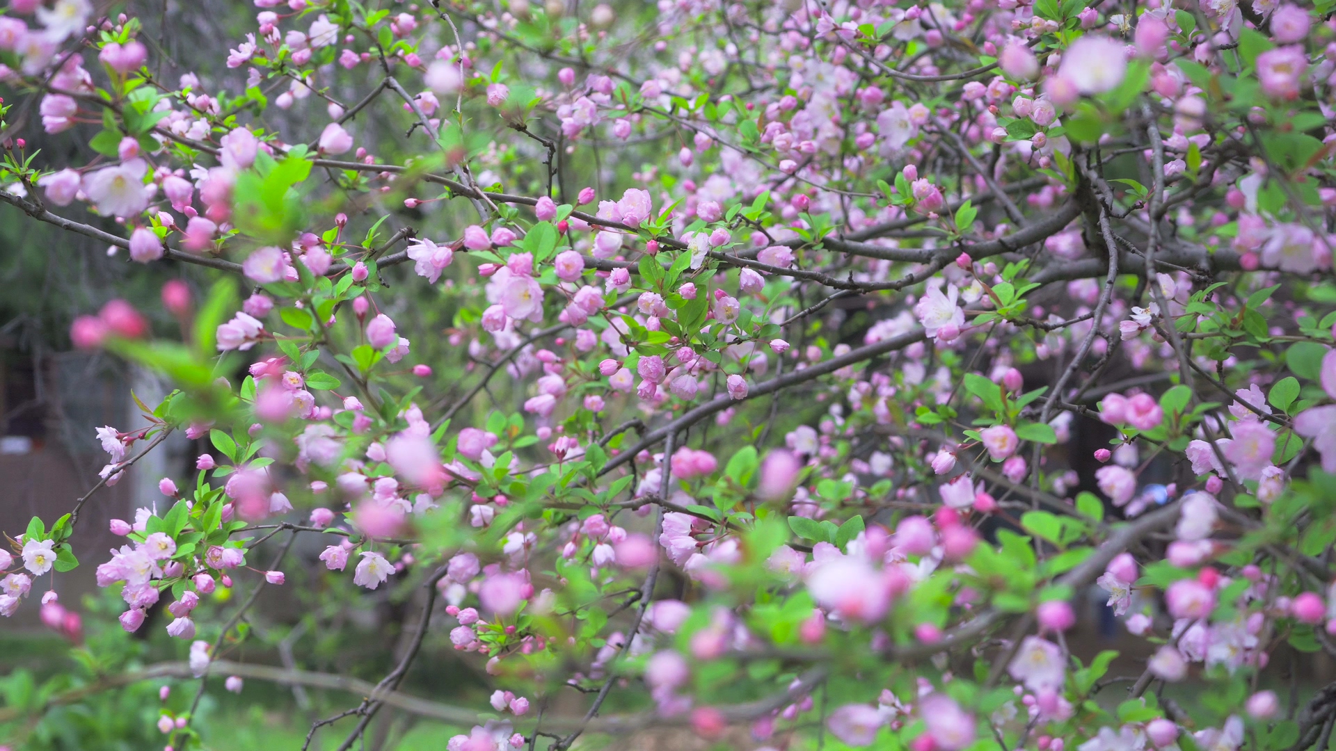 4K实拍春天风景花朵垂丝海棠花视频的预览图