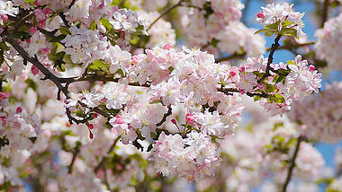 1080实拍春天正在盛开的樱花视频的预览图