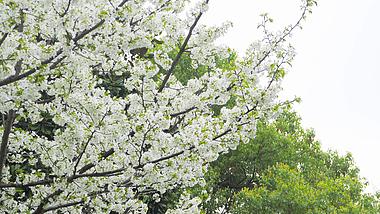 4K实拍春天风景梨树开放白色花朵梨花视频的预览图