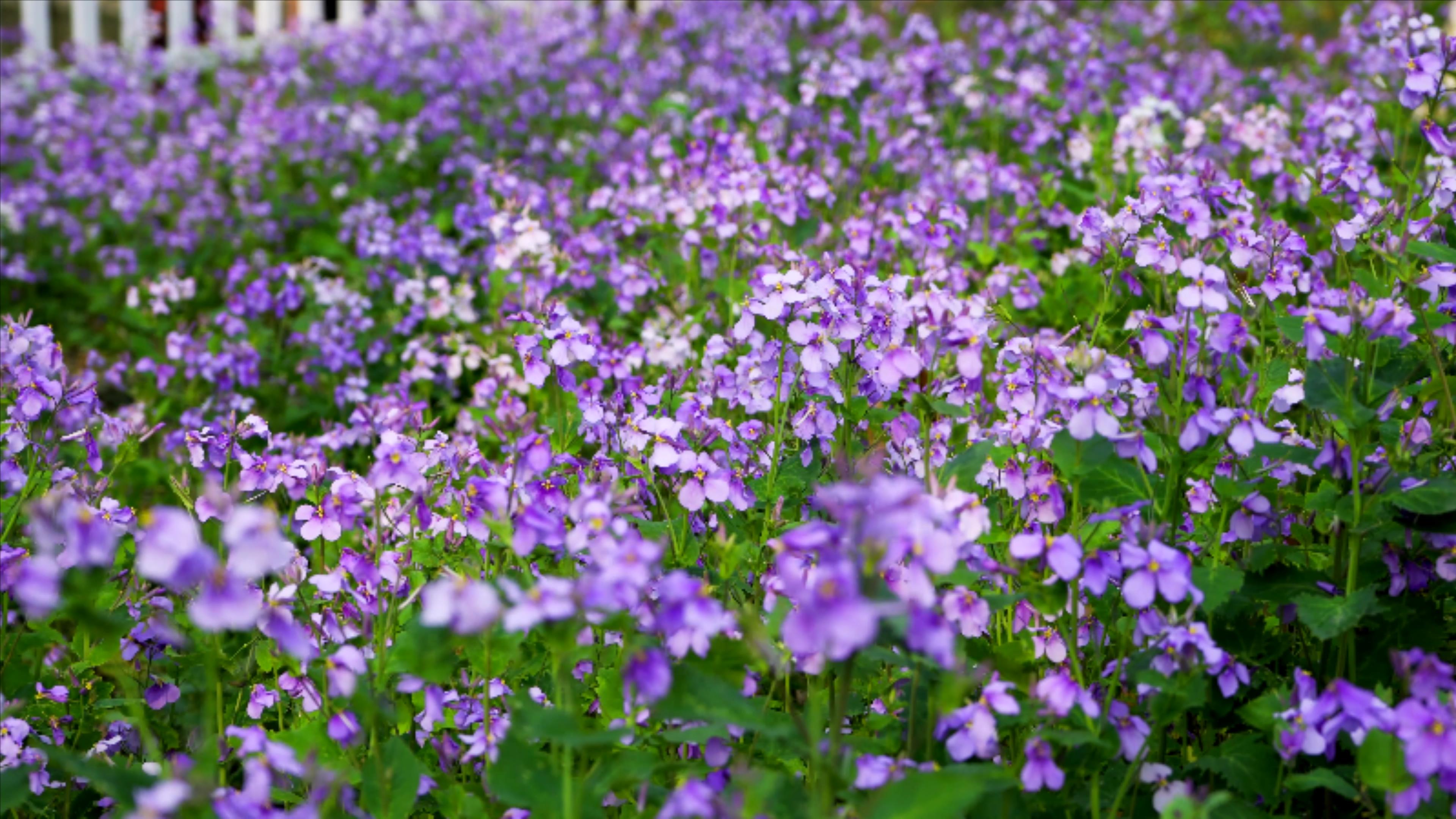 4K实拍春天风景春暖花开紫色花海紫罗兰视频的预览图