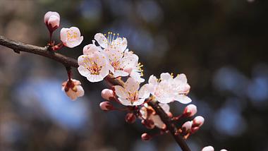 4K实拍春天风景春暖花开唯美盛开的粉色杏花视频的预览图