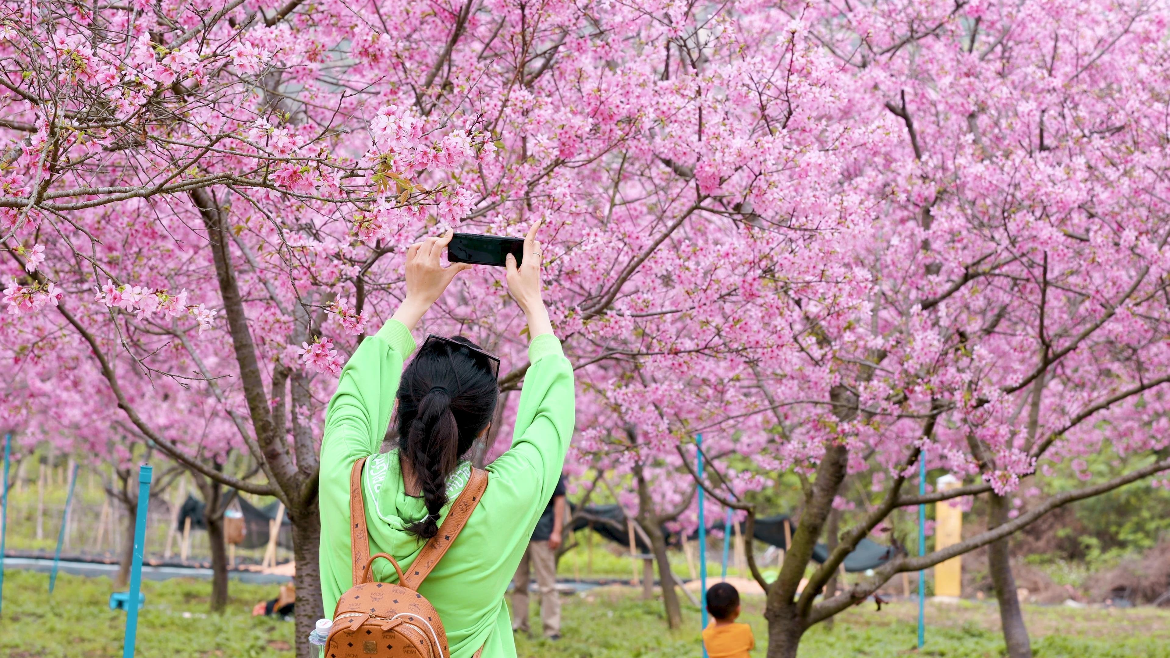 4k实拍美女春游樱花树下拍照游玩春游视频的预览图