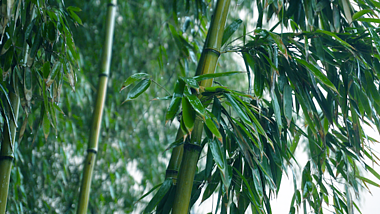 4K雨天竹子绿色素材森林清新空镜头视频的预览图