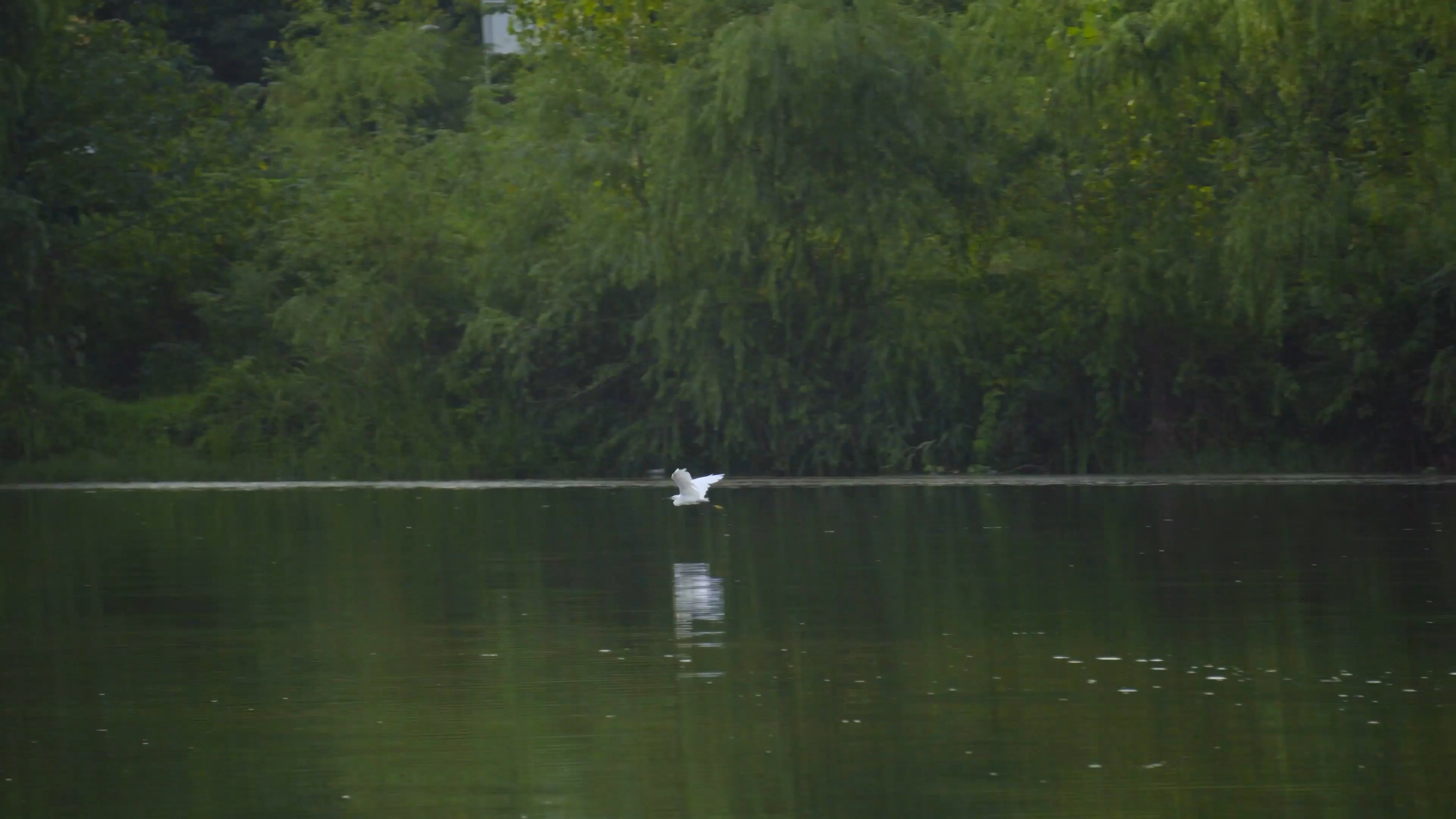 4K实拍春天湖面飞行鸟儿视频素材视频的预览图