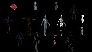 大气医疗人体结构部位元素视频ae模板视频的预览图