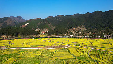 4K大气航拍俯瞰贵州金海雪山油菜花海视频的预览图