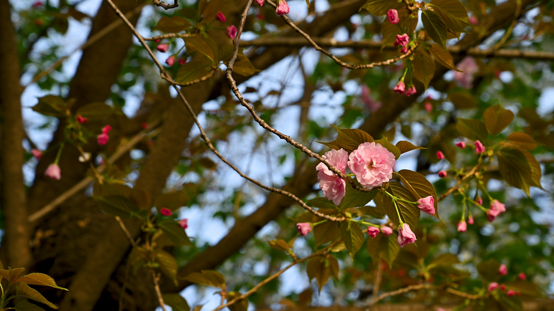4K实拍视频春天春季盛开的粉色桃花空镜视频的预览图
