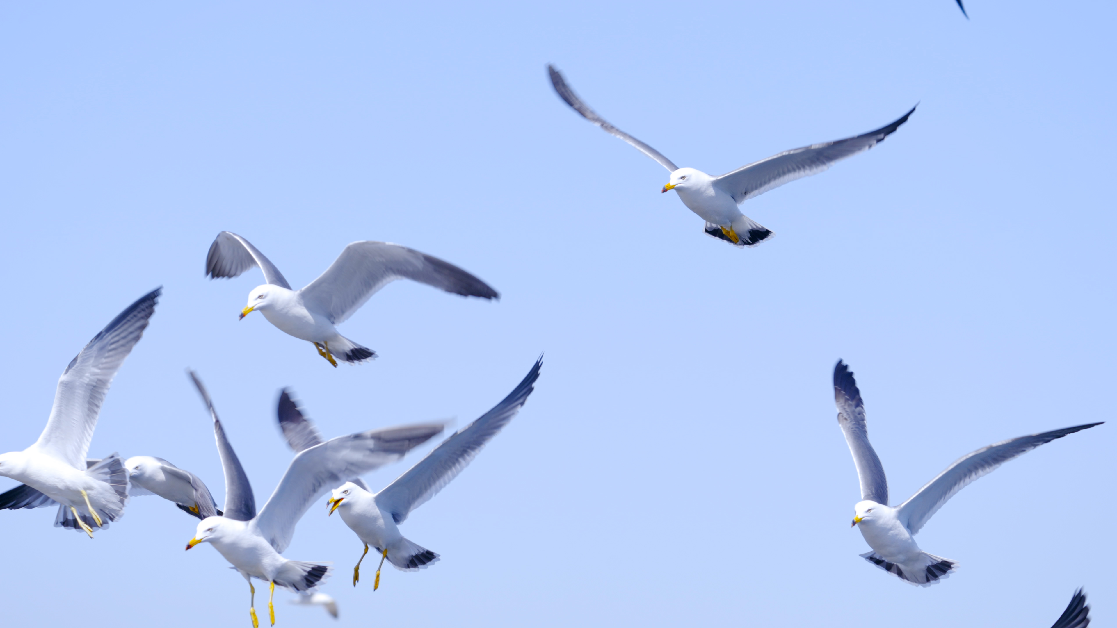 4K春天鸟类海鸥繁衍翱翔飞翔视频的预览图