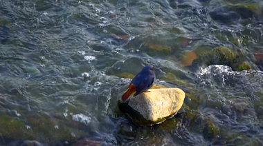 1080P升格拍摄春天水中的小鸟视频的预览图