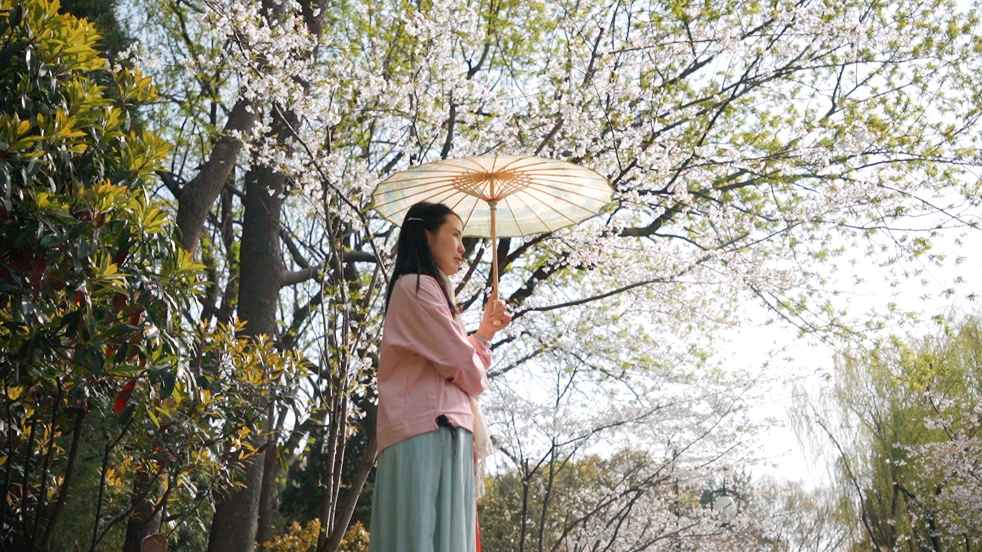 1080春天樱花树下撑着伞赏花的美女实拍视频视频的预览图