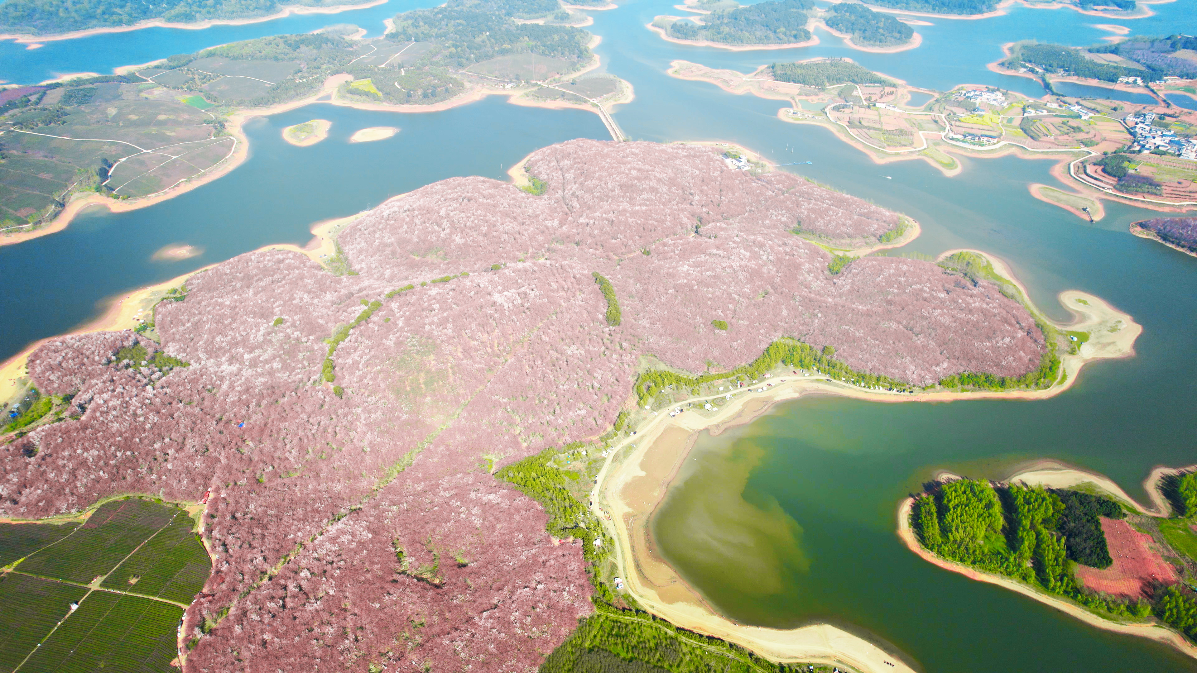 4K大气航拍贵安平坝樱花园花海风景全景视频的预览图