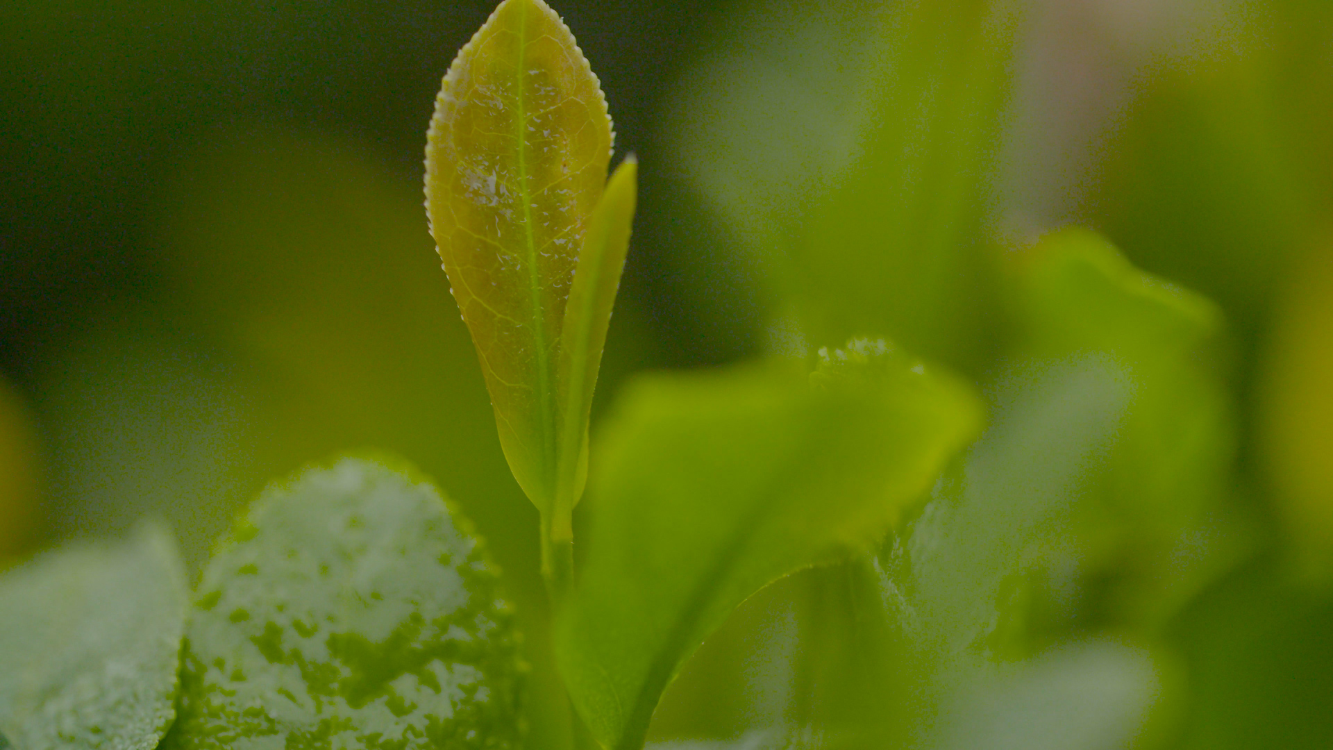 1080P春天茶园摘茶茶场植物叶子实拍视频的预览图