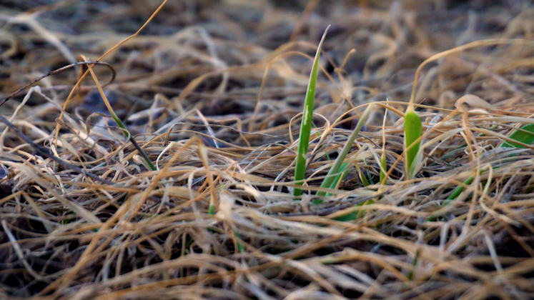 4K春天小草破土而出努力自然镜头视频的预览图