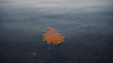 4K落叶水中漂浮意境自然镜头视频的预览图