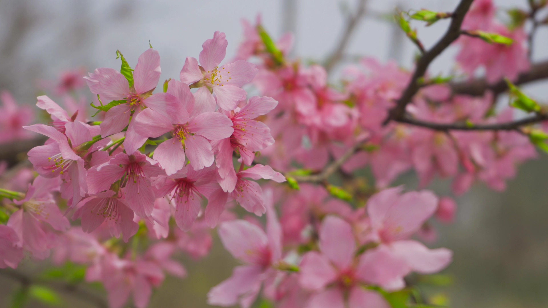 4K实拍春暖花开花朵粉色樱花特写视频的预览图