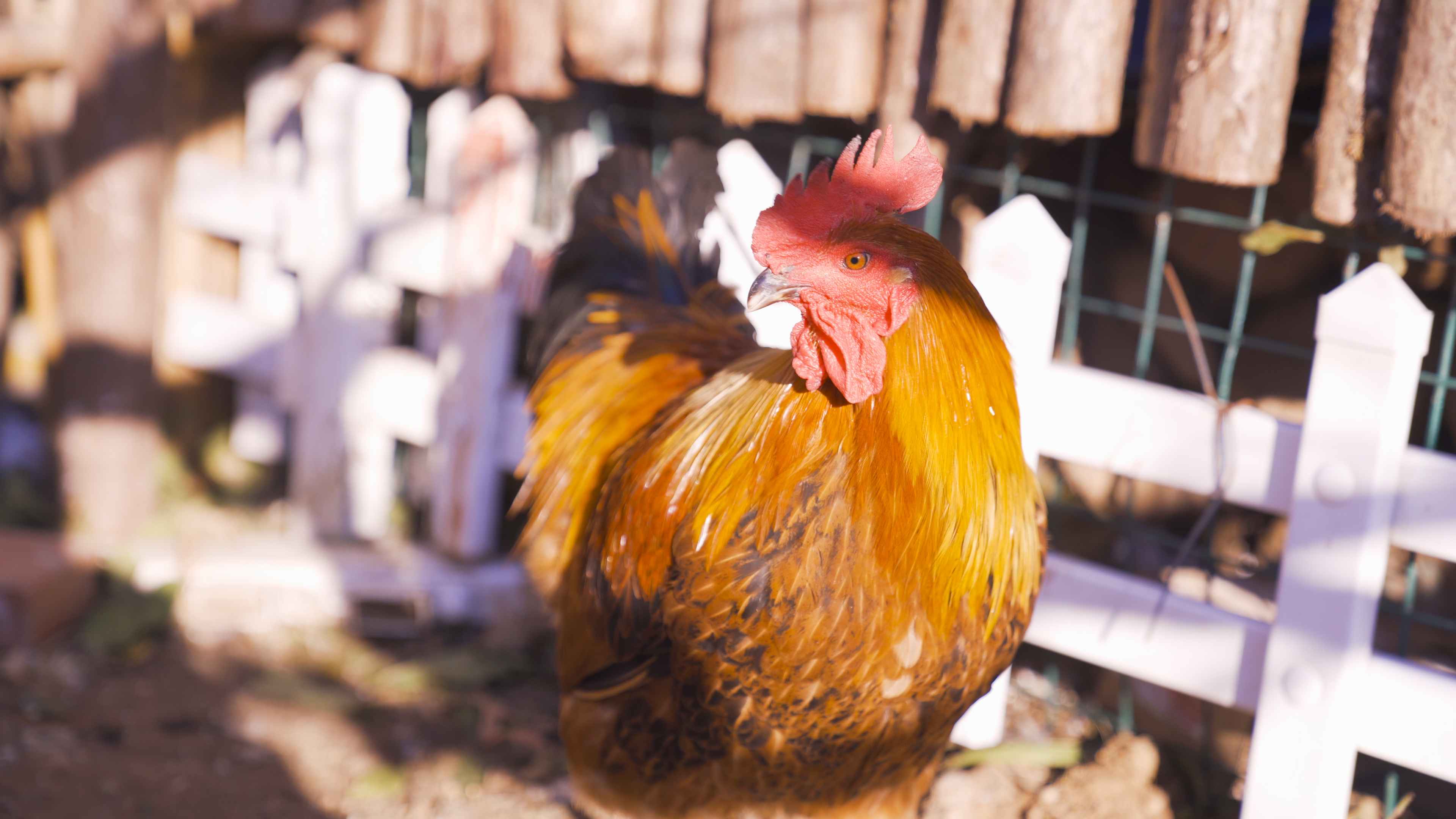 4K家禽公鸡农村养殖高清实拍视频的预览图