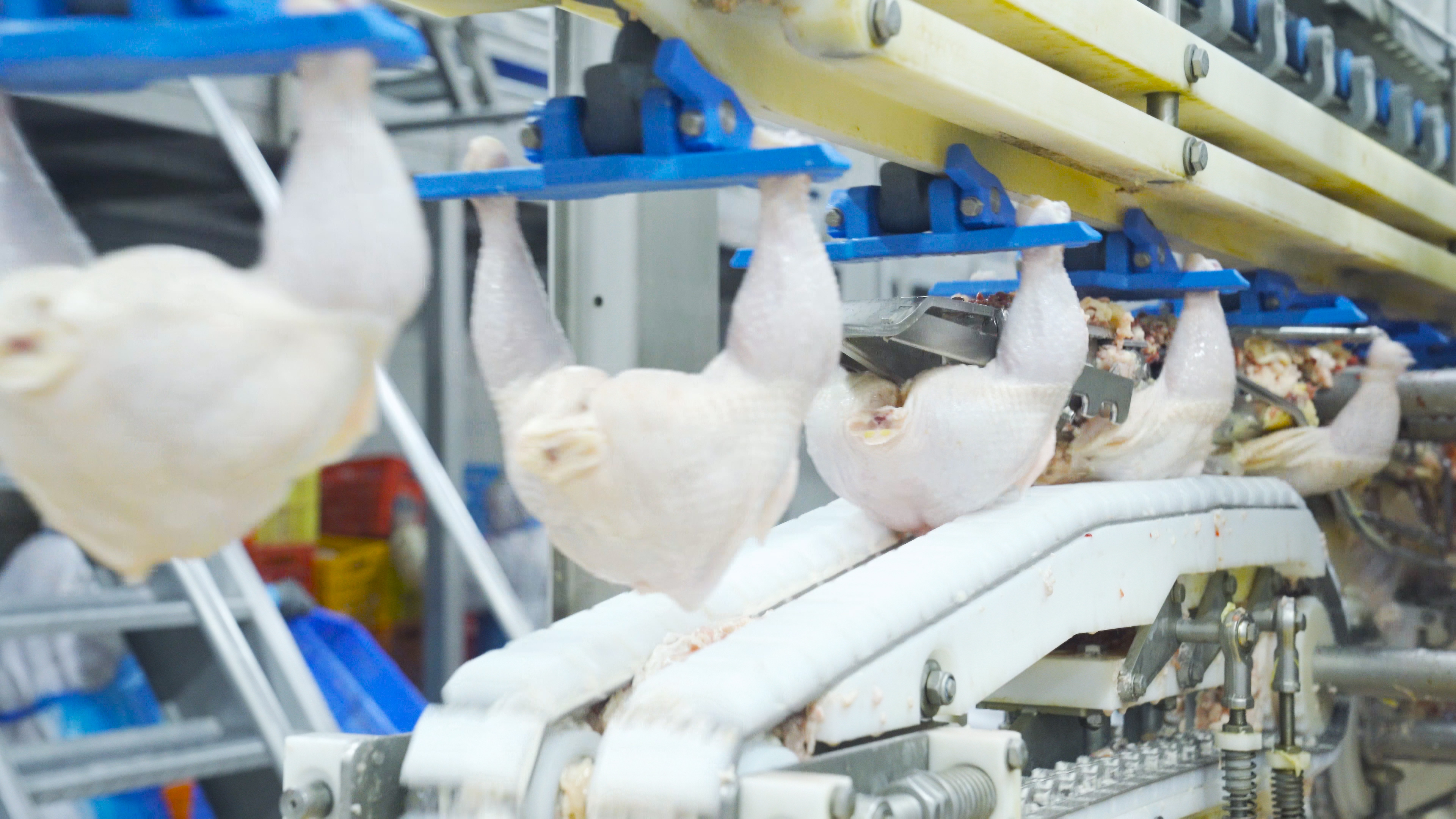 4K鸡肉工厂流水线生产食品切割实拍视频的预览图