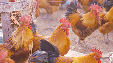 4K农村家禽公鸡养殖实拍视频的预览图