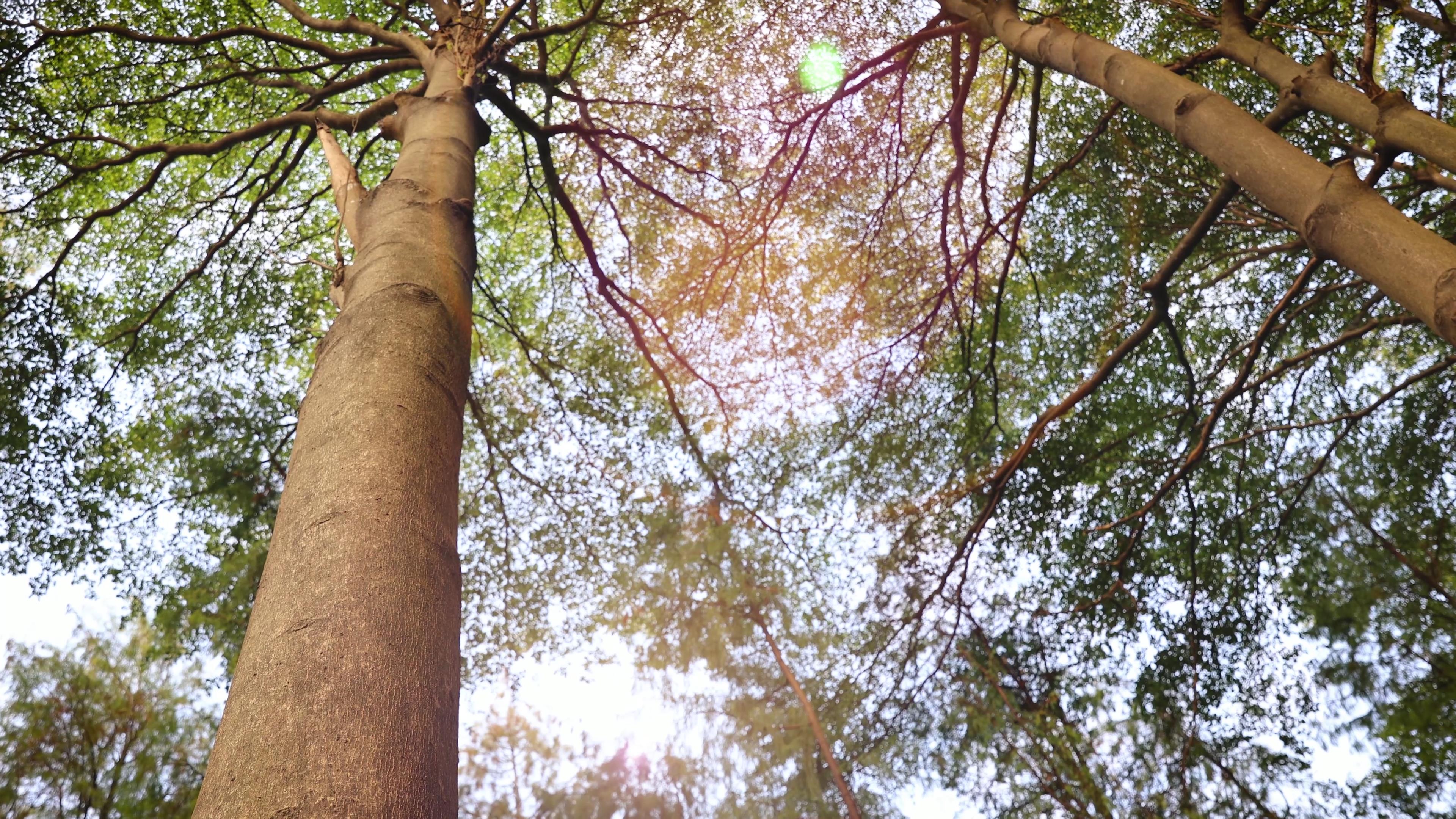 4k实拍成长树林树叶阳光逆光光影光晕视频的预览图