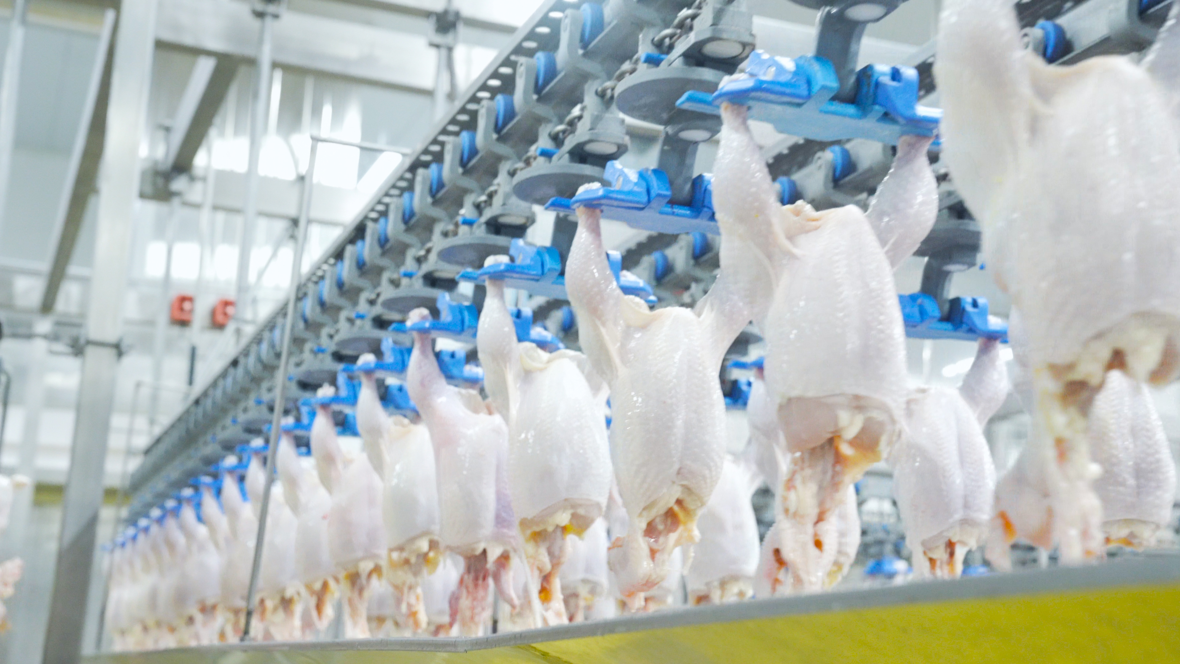 4K鸡肉工厂流水线生产食品实拍视频的预览图