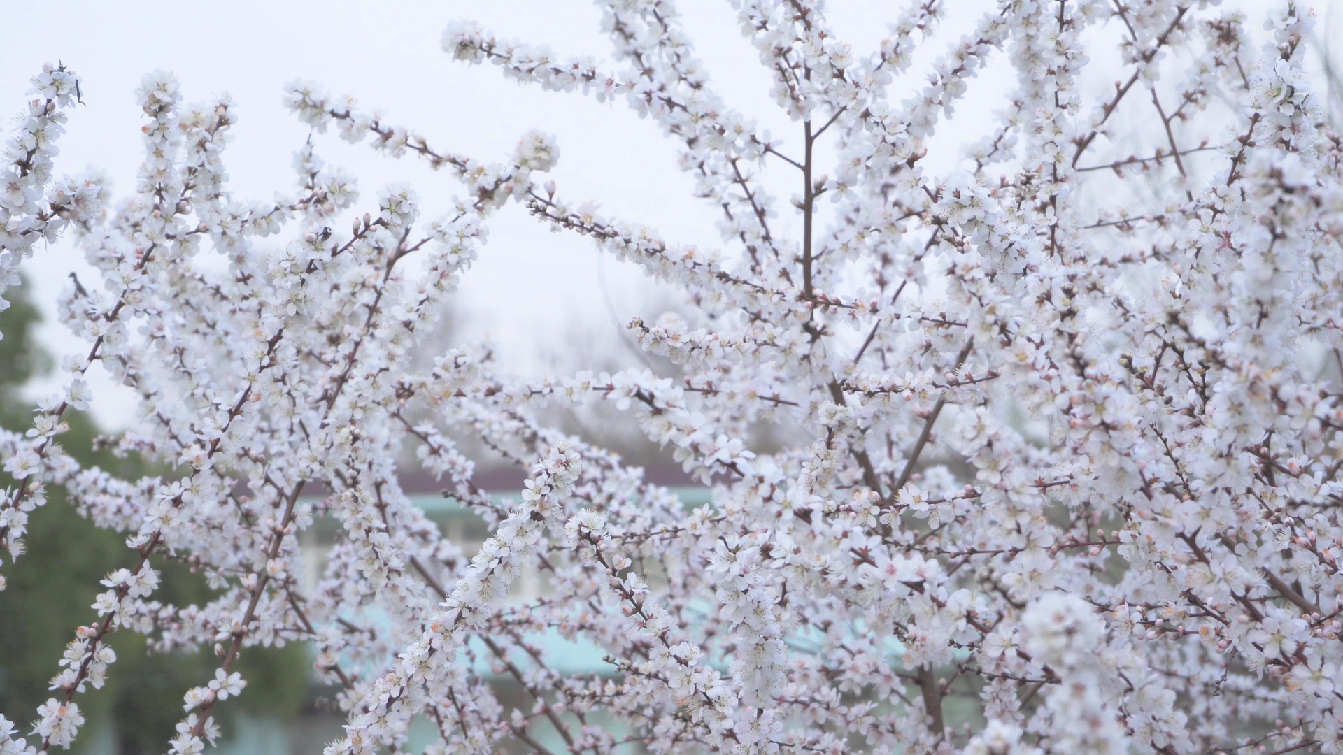 4K实拍春季春天花朵白色花朵樱花视频的预览图