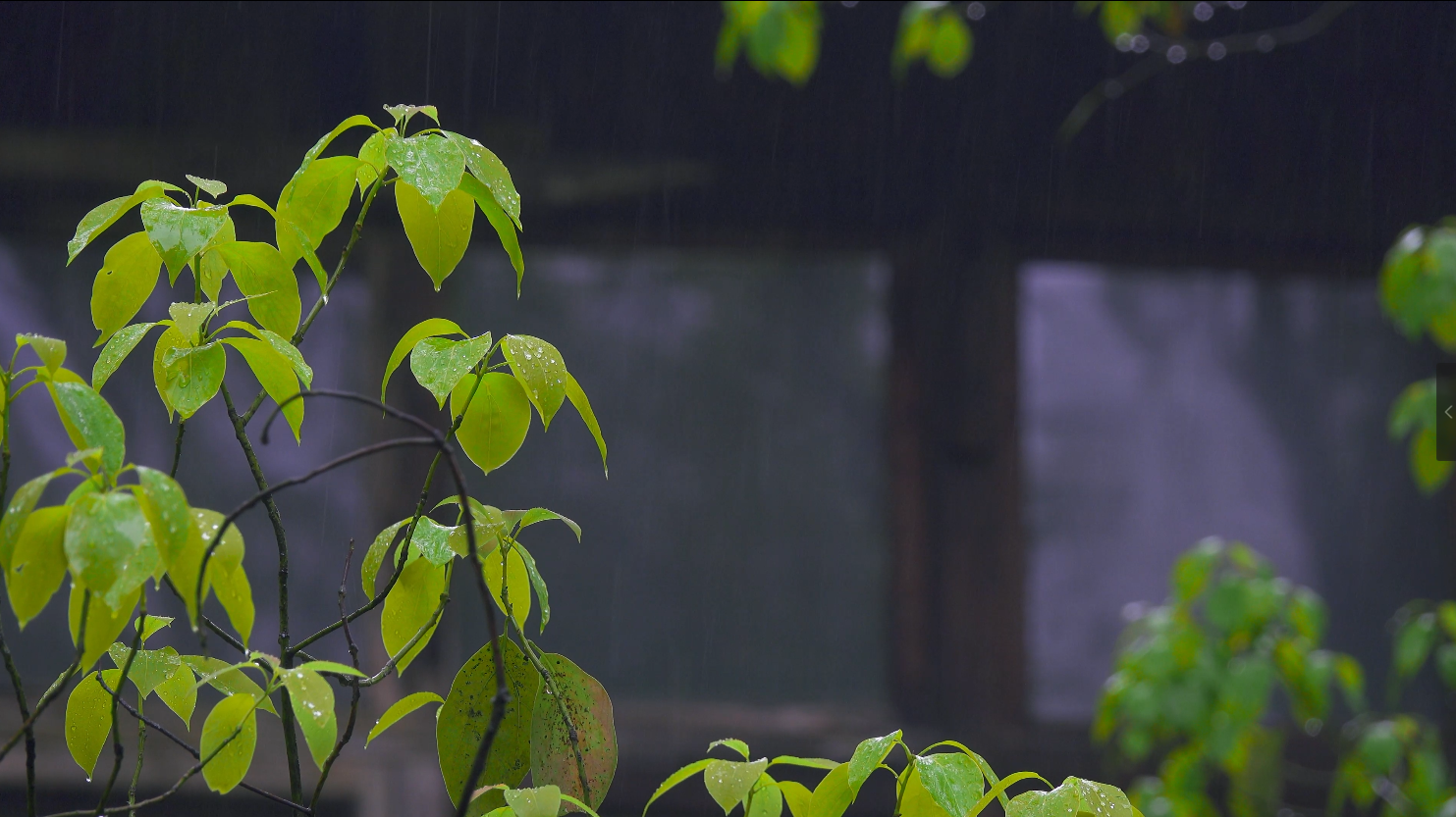 4K实拍春天下雨雨水拍打树叶视频的预览图