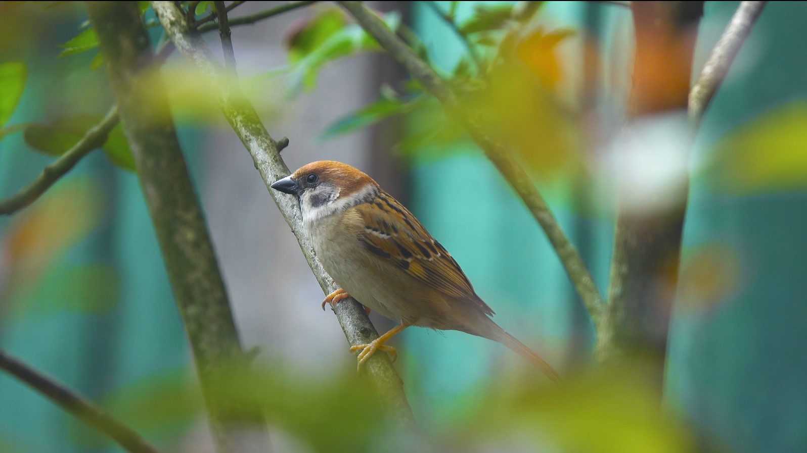 4K实拍春天枝头上的麻雀小鸟风光视频的预览图