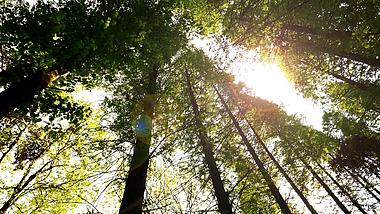 4K拍摄树林森林光线光晕意境视频的预览图