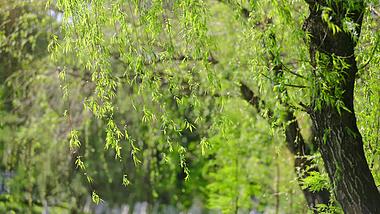 4k实拍春天自然风景垂柳柳树随风飘动视频的预览图