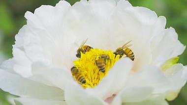 1080P高清实拍白色芍药蜜蜂采蜜慢动作视频的预览图