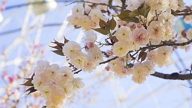4K实拍春天蓝天意境晚樱樱花粉色花朵视频的预览图