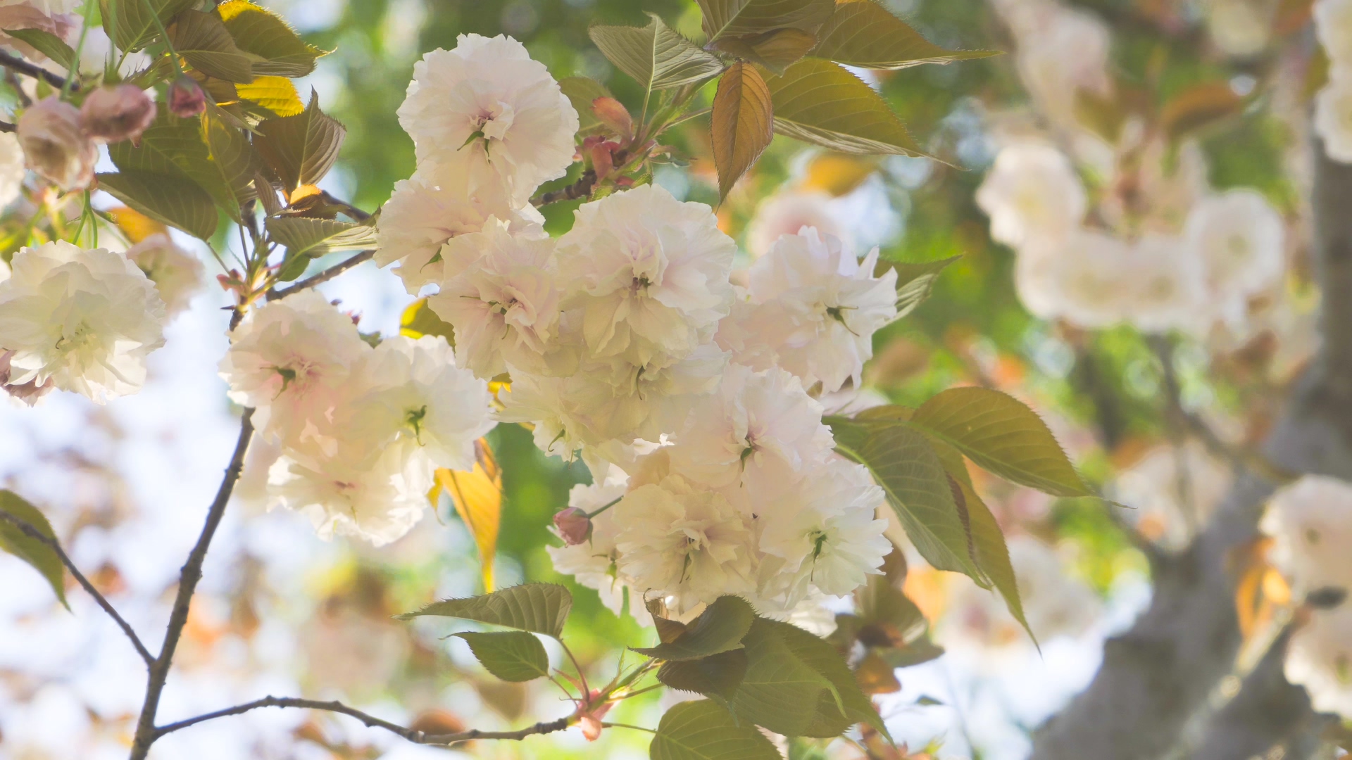 4K实拍春天阳光下粉色花朵晚樱樱花视频的预览图