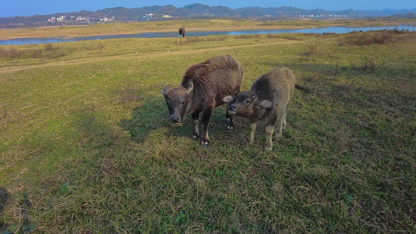 4K实拍吃草的小牛水牛家畜视频的预览图