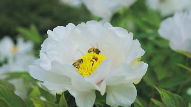 4K实拍春天花朵白色芍药花蜜蜂采蜜视频的预览图