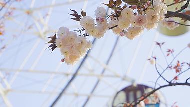 4K实拍春游游乐园小清新摩天轮旁的樱花空镜视频的预览图