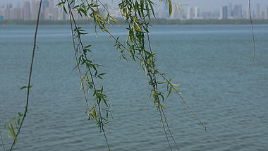 4K实拍春天垂在湖面的柳树升格视频视频的预览图
