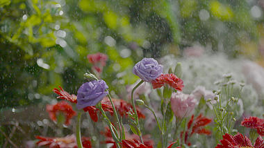 1080P美女轻抚花朵水洒在花上实拍视频的预览图