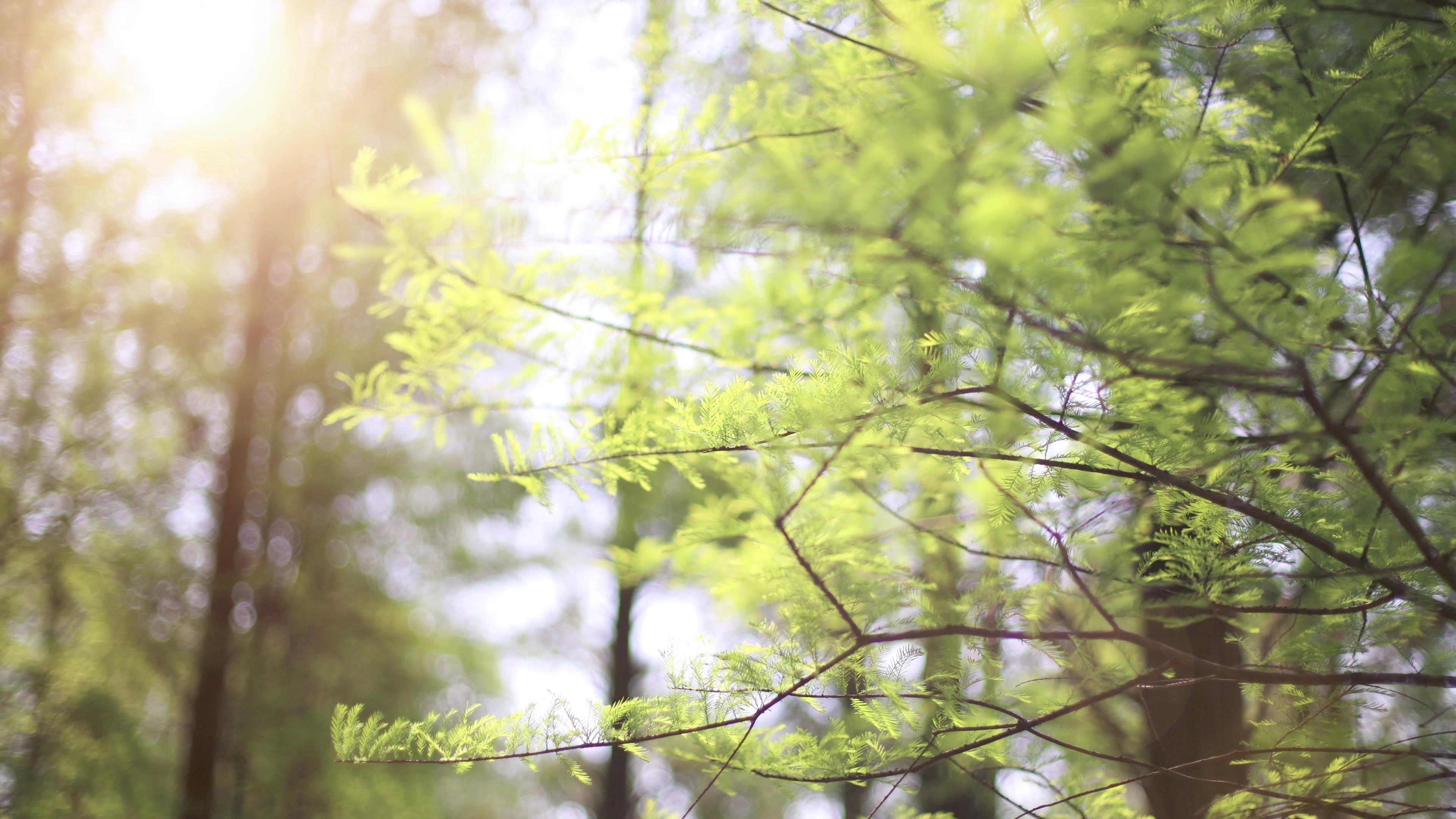 4k实拍唯美阳光照耀下植物自然风光视频的预览图