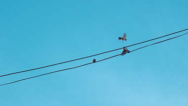 4K电线杆上的小鸟麻雀飞翔栖息嬉戏动物空镜头视频的预览图