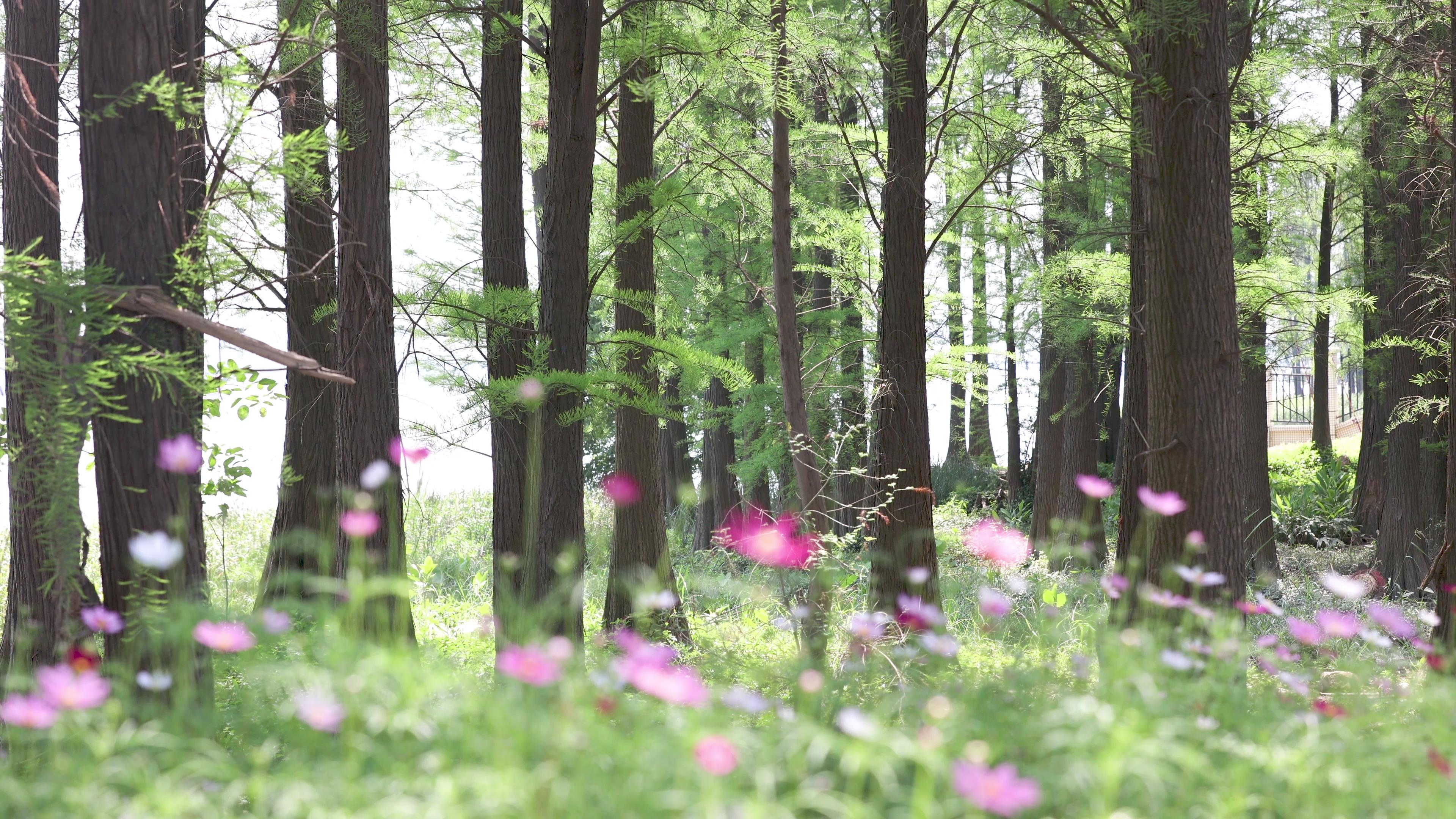 4k实拍唯美森林树木植物自然风光视频的预览图